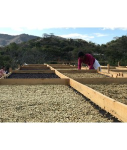 Peralta is from the Rayuncun region of Nicaragua and grown at an altitude of 1250- - 1560 masl.